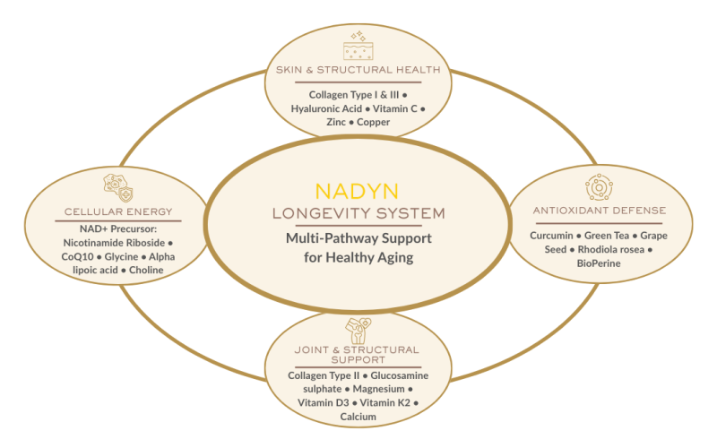 nadyn-system